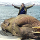 Illustration for article titled What Happens When A Walrus Falls Asleep On A Surfacing Submarine?